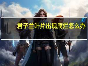 君子兰叶片出现腐烂怎么办