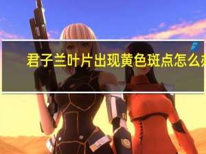 君子兰叶片出现黄色斑点怎么办