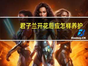 君子兰开花后应怎样养护