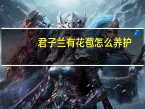 君子兰有花苞怎么养护