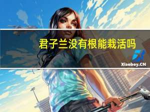 君子兰没有根能栽活吗