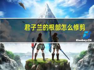 君子兰的根部怎么修剪