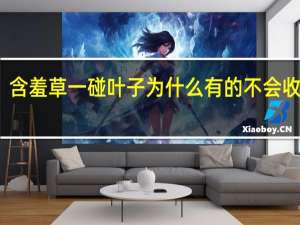 含羞草一碰叶子为什么有的不会收起来