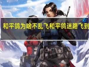 和平鸽为啥不乱飞 和平鸽迷路飞到河南