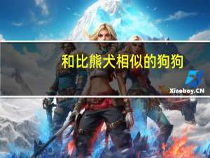 和比熊犬相似的狗狗