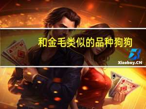 和金毛类似的品种狗狗