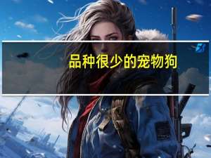 品种很少的宠物狗