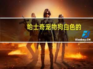 哈士奇宠物狗白色的