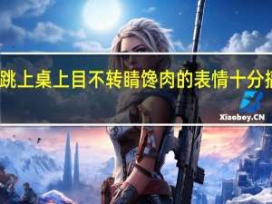 哈士奇跳上桌上目不转睛馋肉的表情十分搞笑 怎么回事