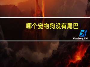 哪个宠物狗没有尾巴