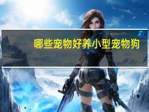 哪些宠物好养小型宠物狗