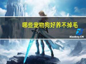哪些宠物狗好养不掉毛