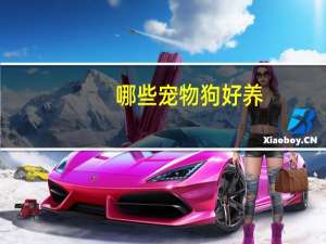 哪些宠物狗好养