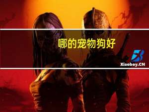哪的宠物狗好