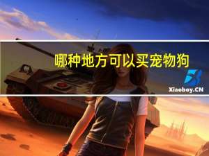 哪种地方可以买宠物狗