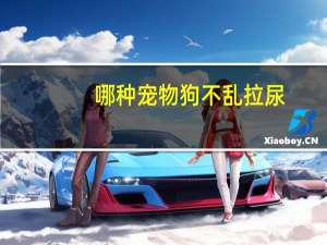 哪种宠物狗不乱拉尿