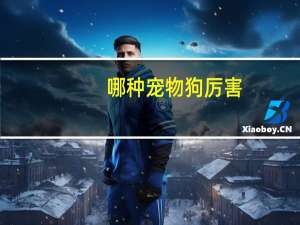 哪种宠物狗厉害