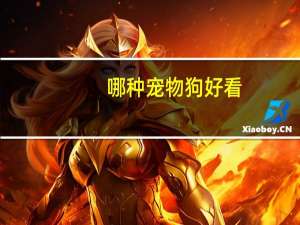 哪种宠物狗好看