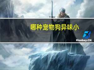 哪种宠物狗异味小