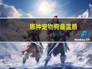 哪种宠物狗最温顺