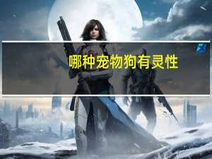 哪种宠物狗有灵性