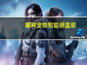 哪种宠物狗聪明温顺