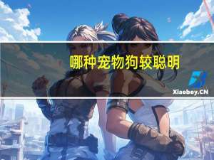 哪种宠物狗较聪明