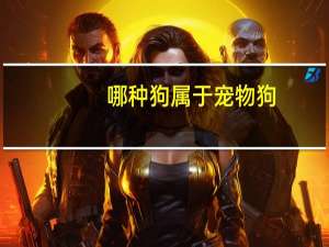 哪种狗属于宠物狗