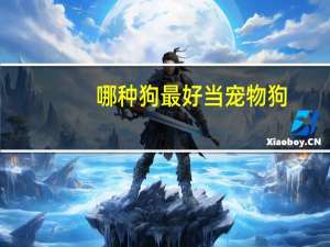 哪种狗最好当宠物狗