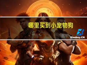 哪里买到小宠物狗