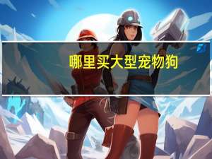 哪里买大型宠物狗