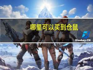 哪里可以买到仓鼠