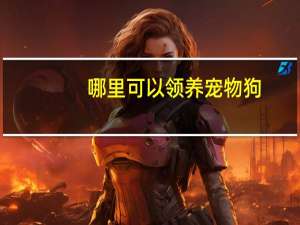 哪里可以领养宠物狗