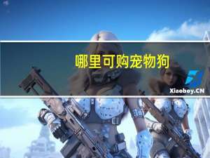 哪里可购宠物狗