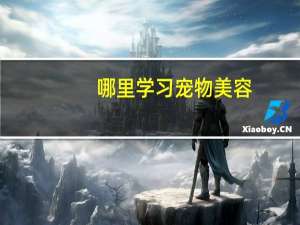 哪里学习宠物美容