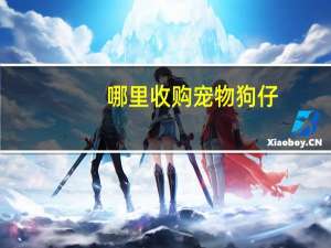 哪里收购宠物狗仔