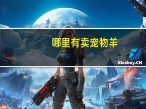 哪里有卖宠物羊