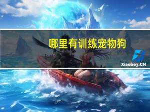 哪里有训练宠物狗