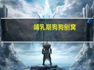 哺乳期狗狗刨窝