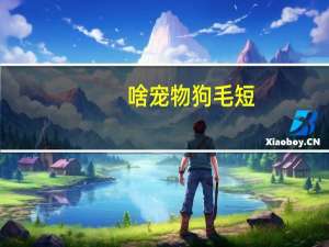 啥宠物狗毛短