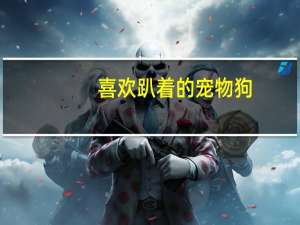 喜欢趴着的宠物狗