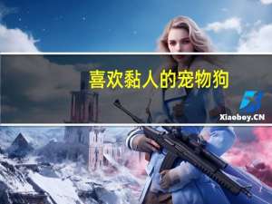 喜欢黏人的宠物狗