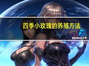 四季小玫瑰的养殖方法