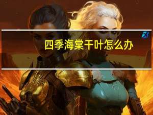 四季海棠干叶怎么办