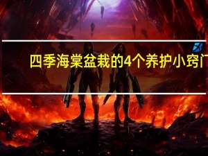 四季海棠盆栽的4个养护小窍门