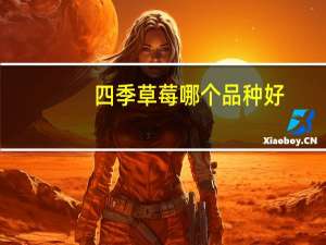 四季草莓哪个品种好