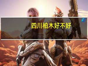 四川柏木好不好