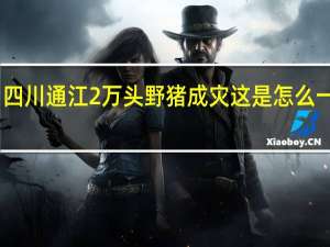 四川通江2万头野猪成灾 这是怎么一回事
