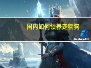 国内如何领养宠物狗