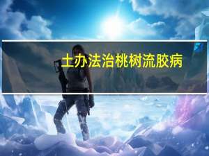 土办法治桃树流胶病